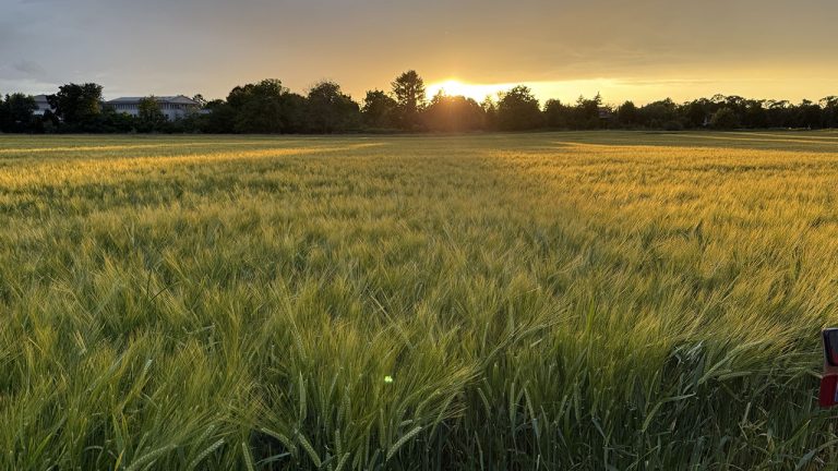 Getreidefeld mit Sonnenaufgang