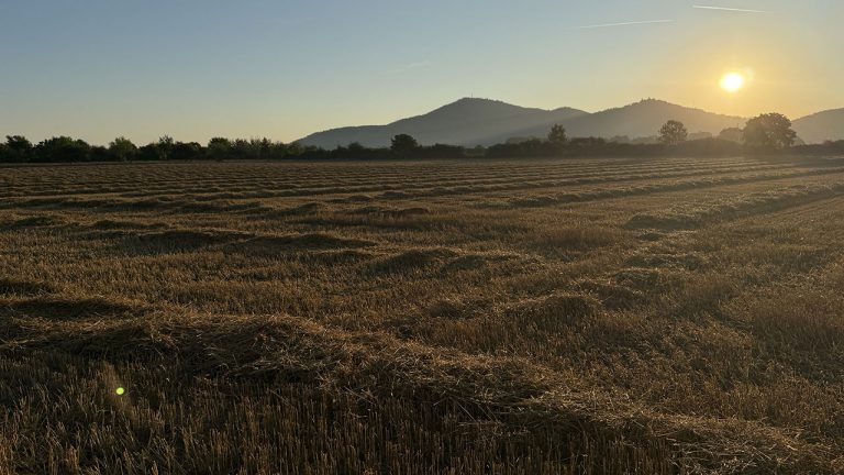 Getreidefeld mit Bergen im Hintergrund