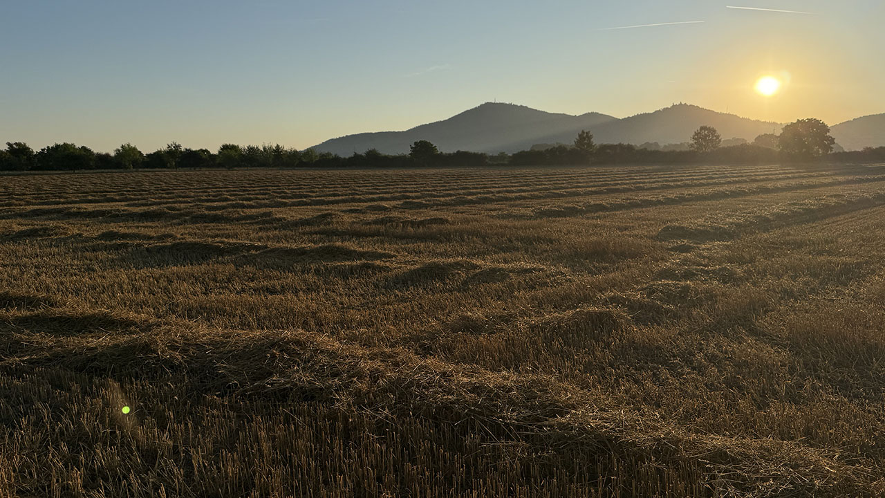 Getreidefeld mit Bergen im Hintergrund