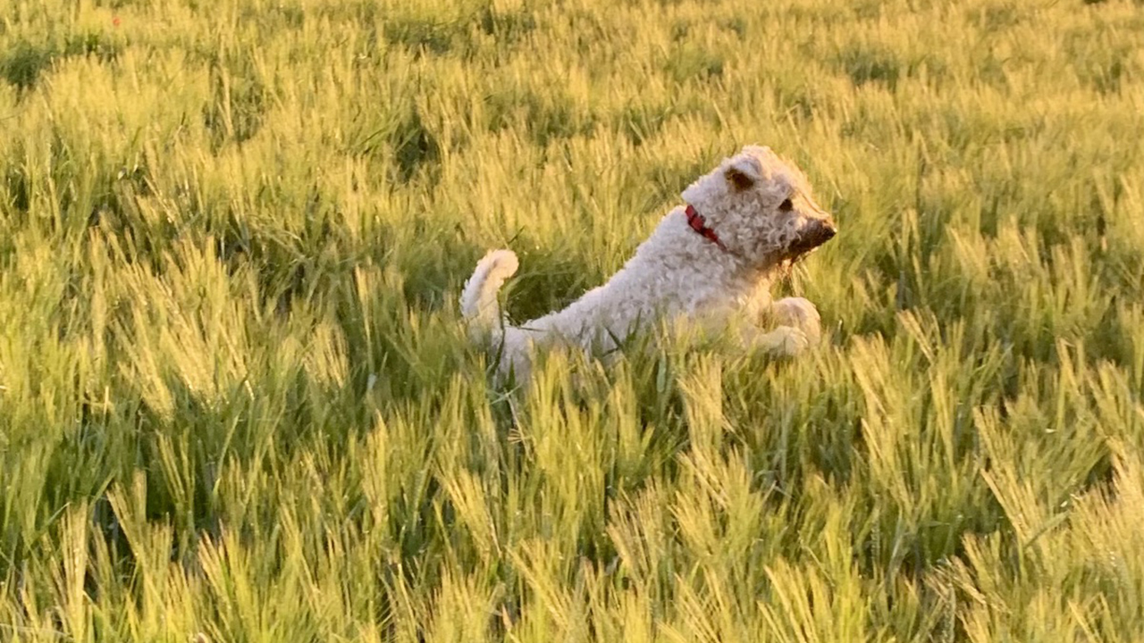 Ein Hund springt über ein Feld